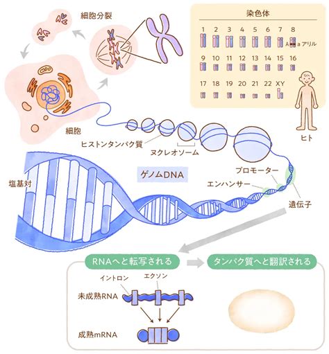 恋愛と遺伝子の深～い関係とは！？恋愛に作用するHLA遺伝子の。